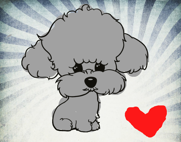 Cachorro de poodle