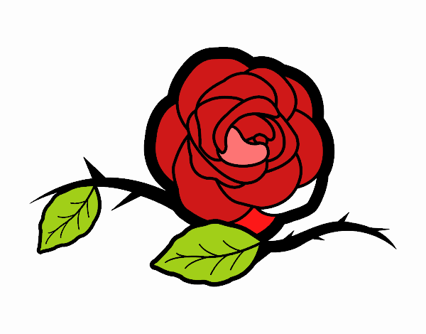 rosa