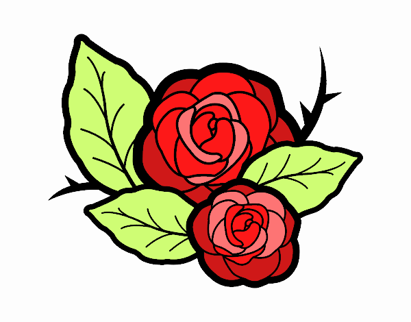 rosa