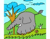 Elefante 5