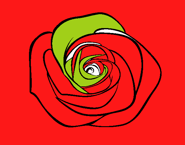 Flor de rosa