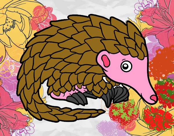 Pangolin