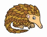 Pangolin