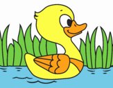 Patito de río