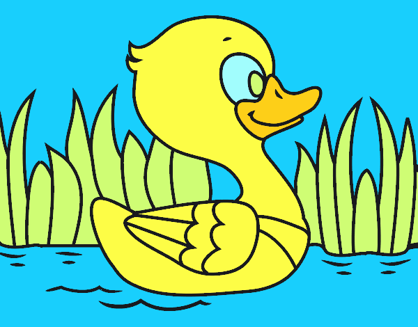 Patito de río