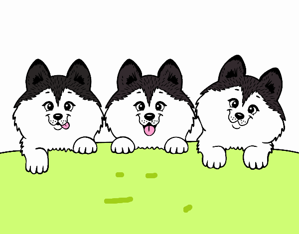 3 perritos