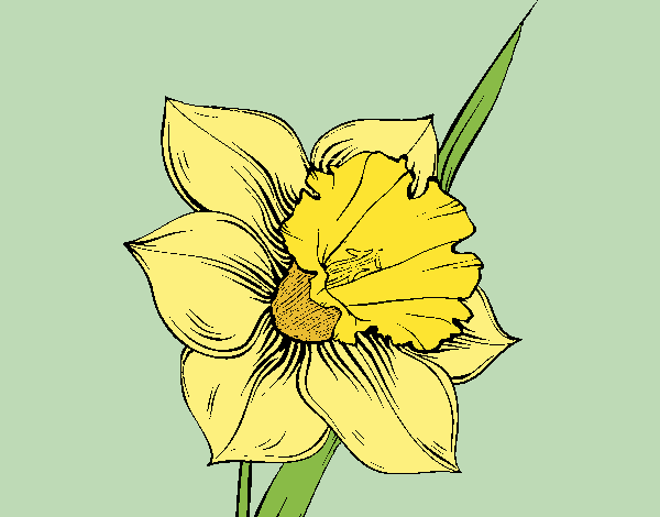 Flor de narciso