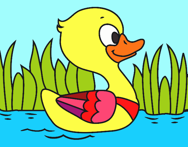 Patito de río