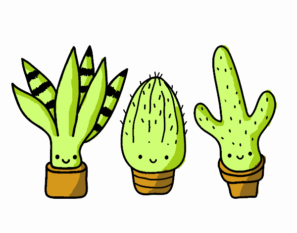 Mini cactus