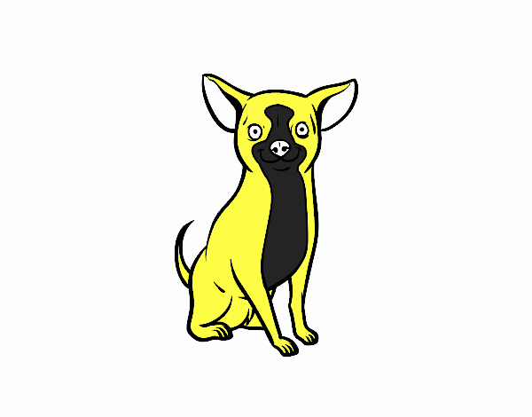 Perro chihuahua