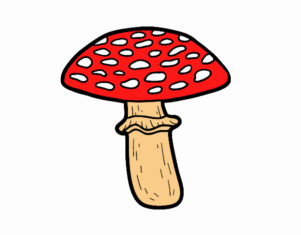 Amanita muscaria