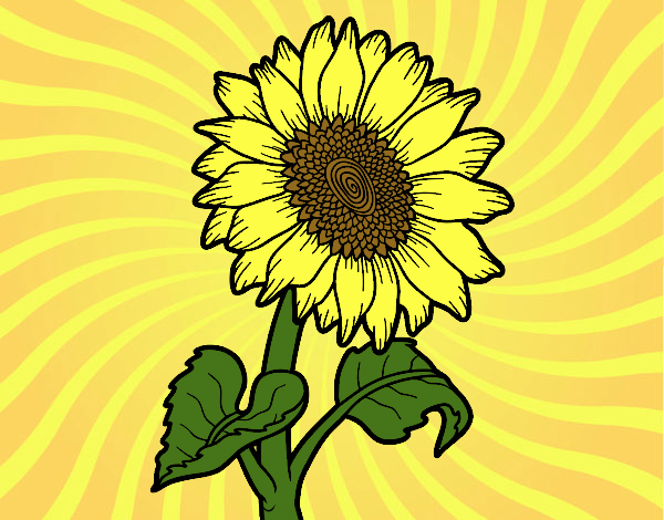 girasol