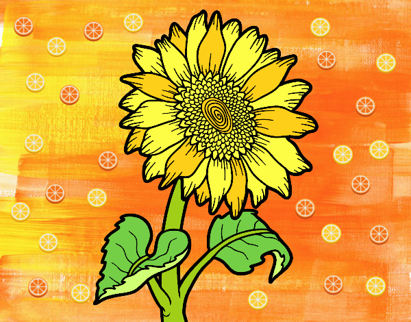 girasol bella flor