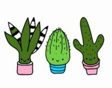 Mini cactus