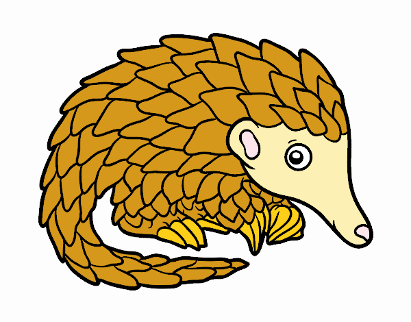 Pangolin