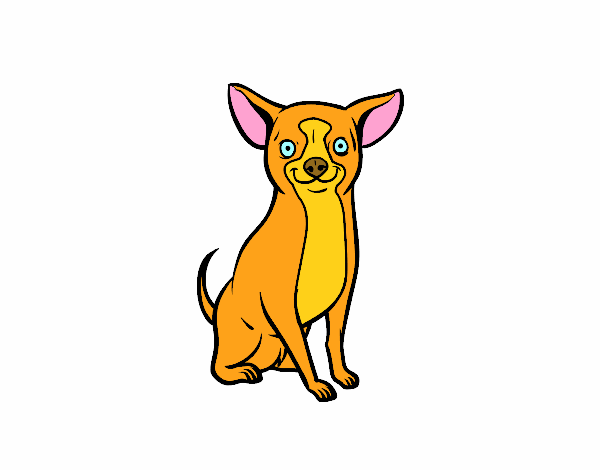 Perro chihuahua