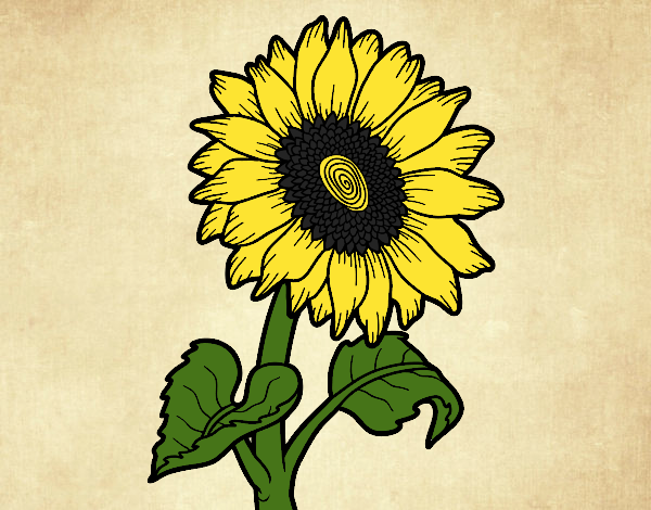 Lindo girasol