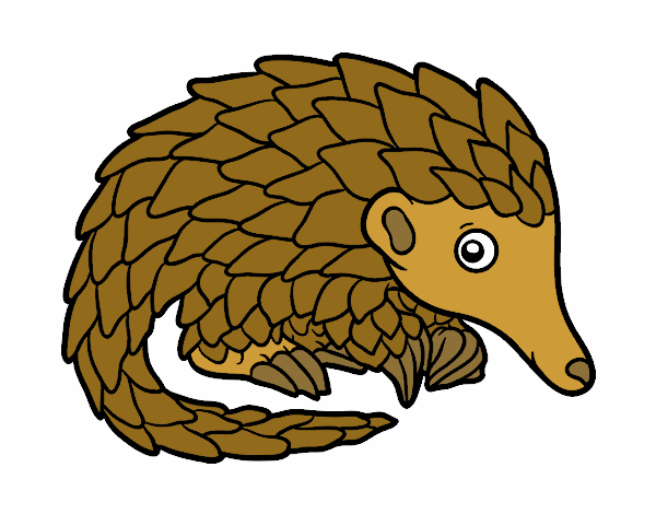 Pangolin