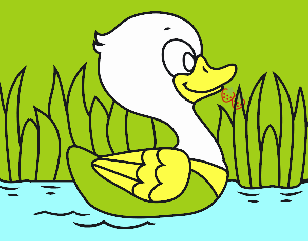 Patito de río