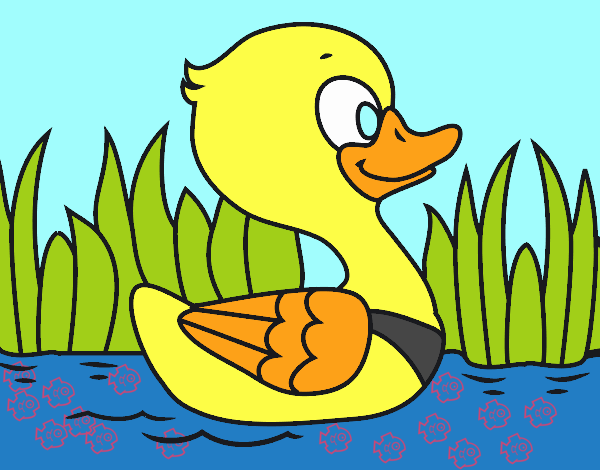 Patito de río