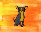 Perro chihuahua