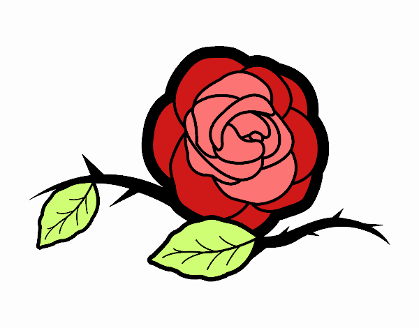 rosa