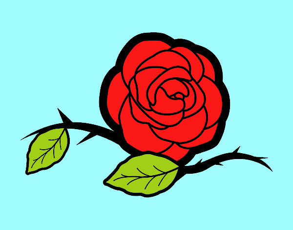 la rosa 