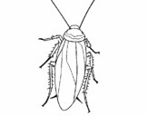 Cucaracha 1