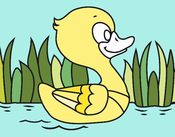 Patito de río