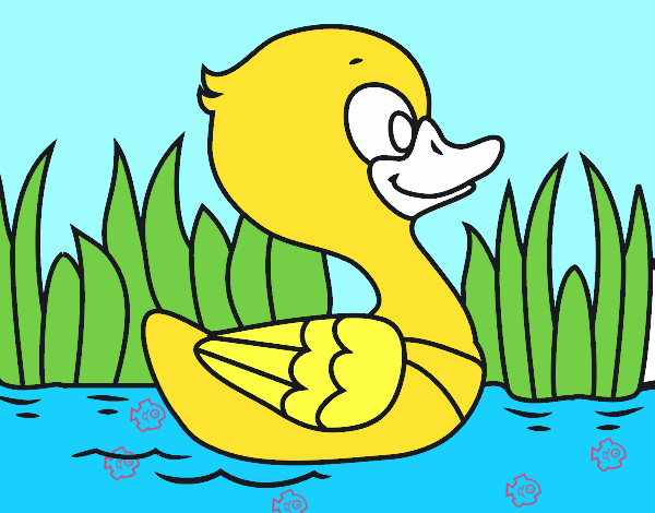 Patito de río