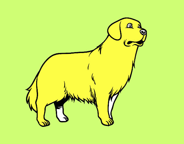 Perro Golden retriever