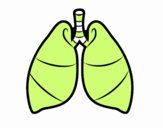 Pulmones