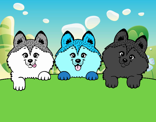 3 perritos