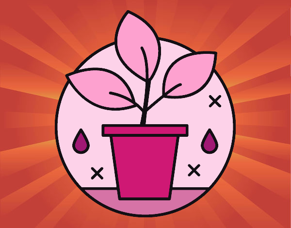 la planta rosa