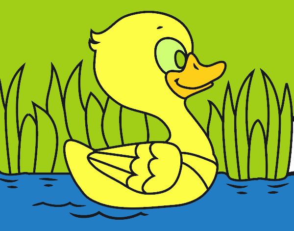 Patito de río