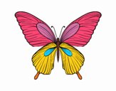 Mariposa tropical