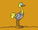 Un avestruz