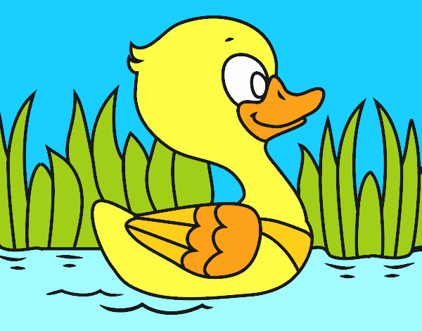 Patito de río