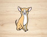 Perro chihuahua