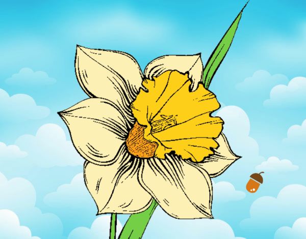 Flor de narciso