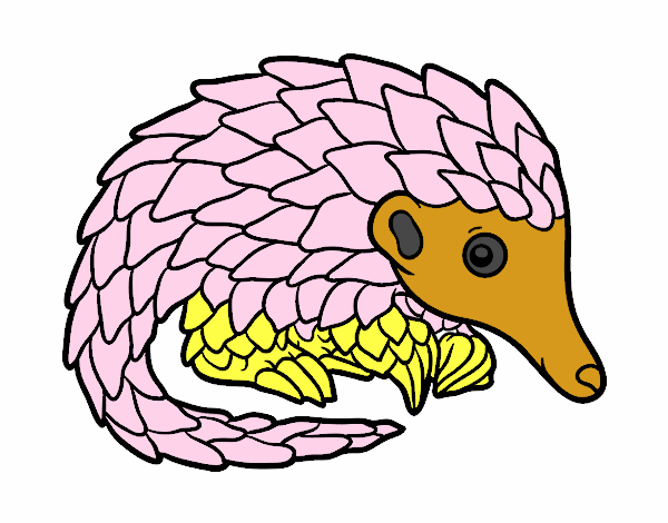 Pangolin