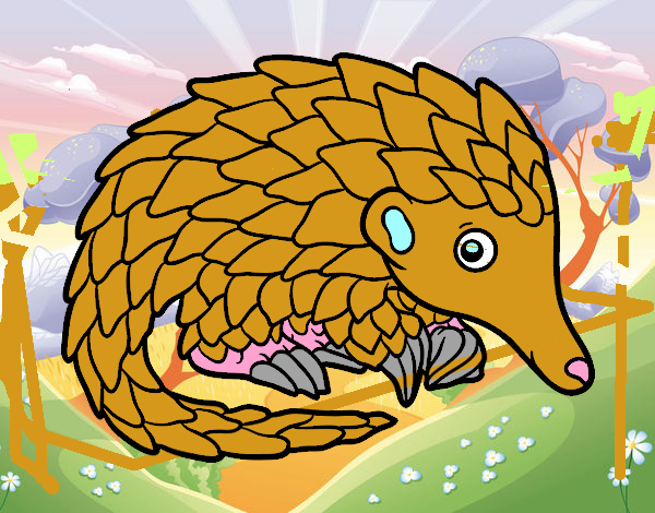 Pangolin