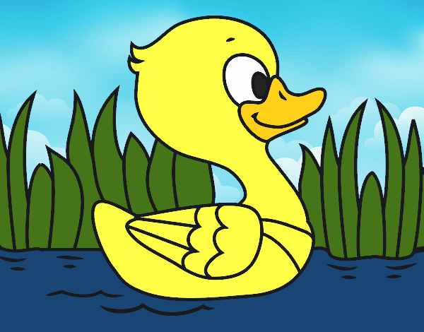 Patito de río