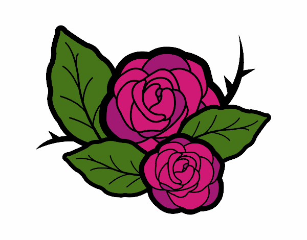 Rosa