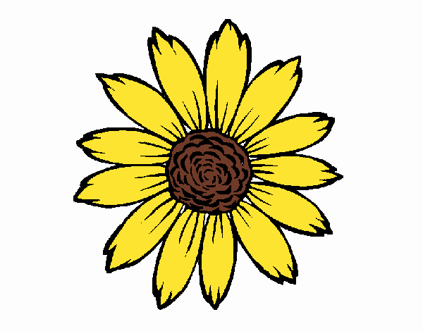 girasol