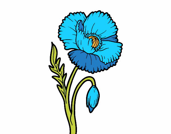 Amapola Azul