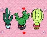 3 mini cactus