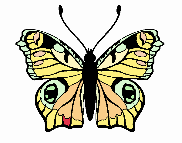 mariposa bonita