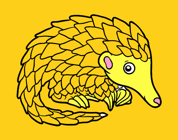 Pangolin