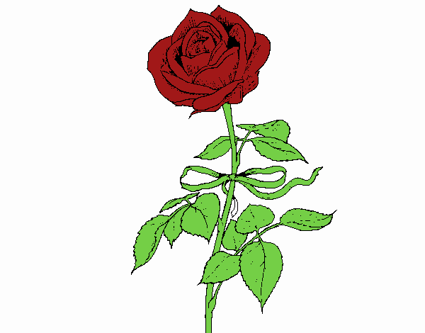 Una rosa